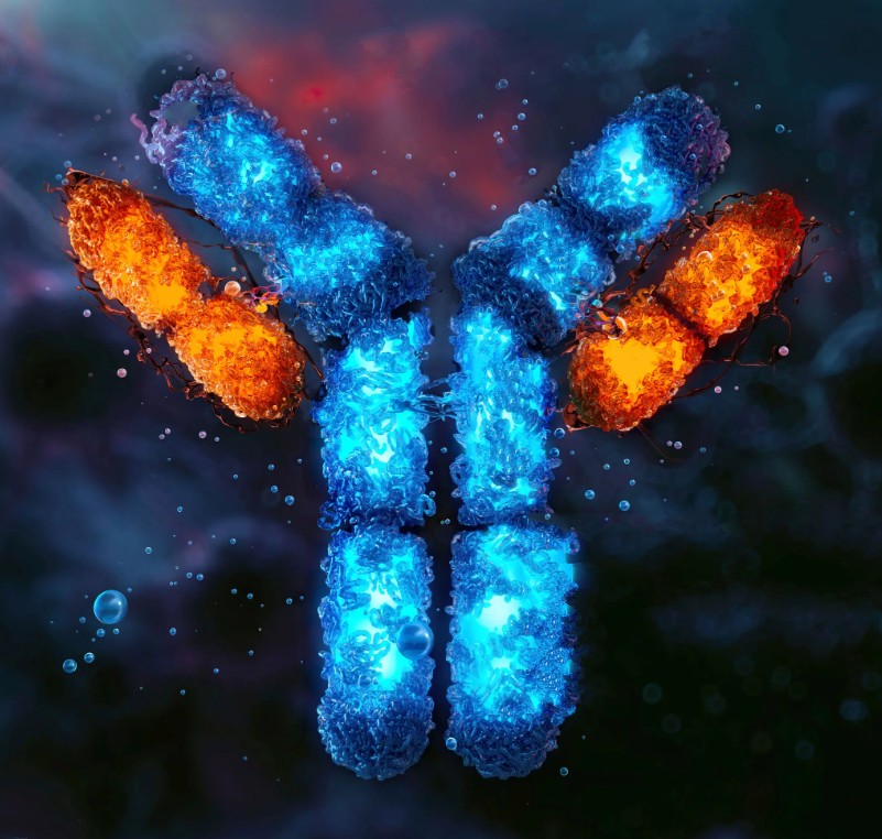 Anti-CCR7 antibody - 100µg