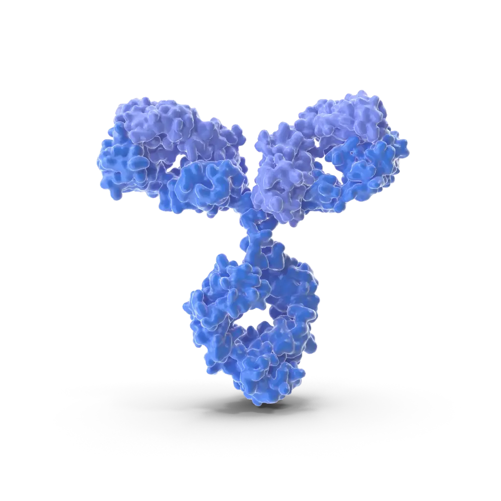 CHOP  Antibody - 100µg